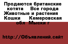 Продаются британские котята  - Все города Животные и растения » Кошки   . Кемеровская обл.,Мыски г.